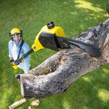 Best Tree and Shrub Care  in Oceanside, NY