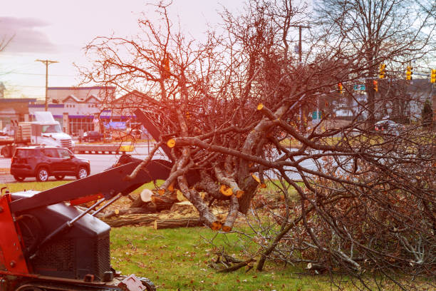 Best Commercial Tree Services  in Oceanside, NY