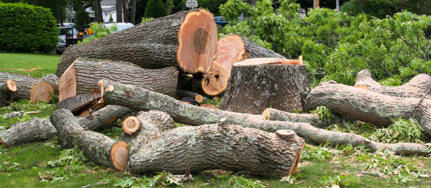 Best Seasonal Cleanup (Spring/Fall)  in Oceanside, NY