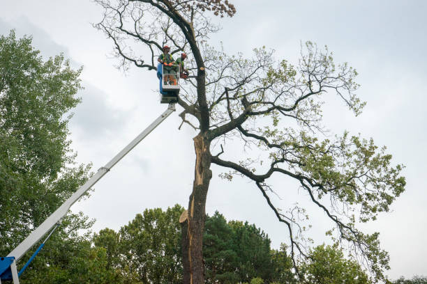 Best Tree Removal  in Oceanside, NY