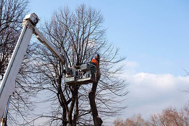 Best Tree Mulching  in Oceanside, NY